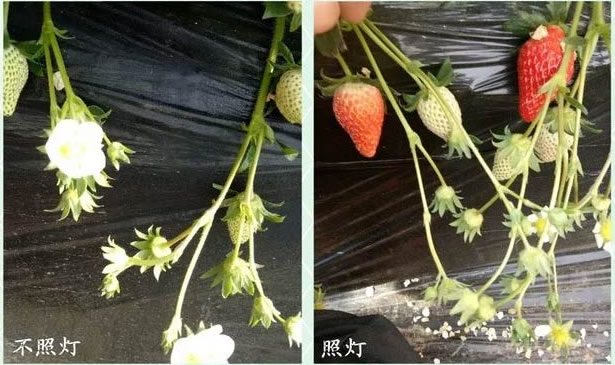 志丹县顺宁镇同棚草莓用灯对比 志丹县顺宁镇同棚草莓用灯对比