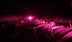 北方的火龙果和南方有什么不同？