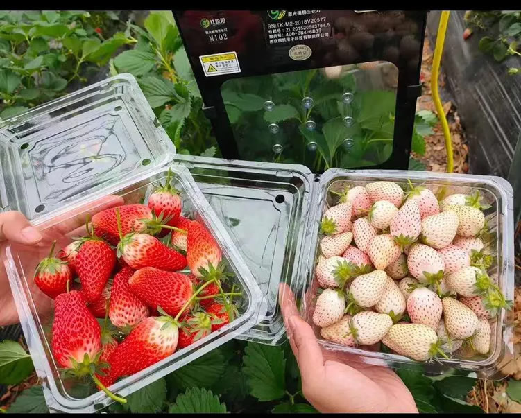 1606705305301266.jpg 04.jpg