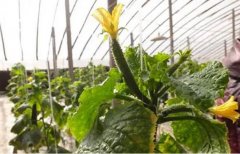 植物补光灯专家分析黄瓜和西红柿为什么不能同棚种植