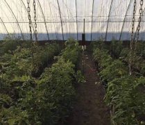 辽宁省盘锦市大洼区唐家镇西红柿补光灯