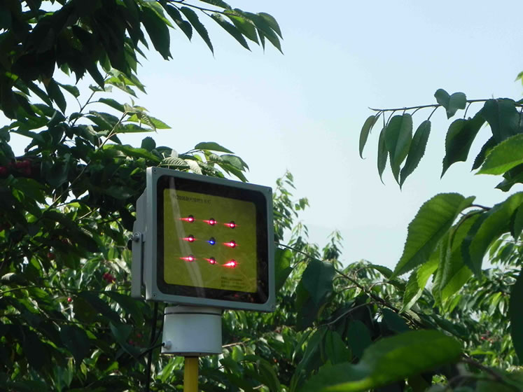 樱桃激光植物补光灯照射 樱桃激光植物补光灯照射