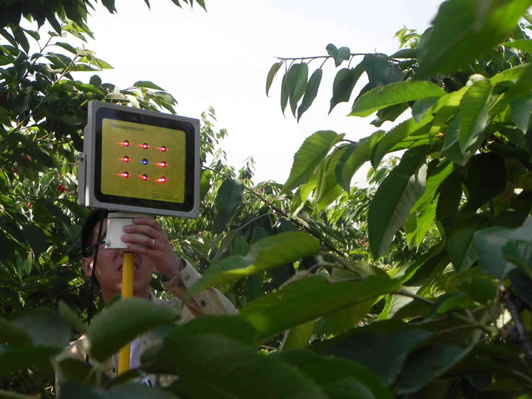 大樱桃观光园樱桃激光植物补光灯 大樱桃观光园樱桃激光植物补光灯