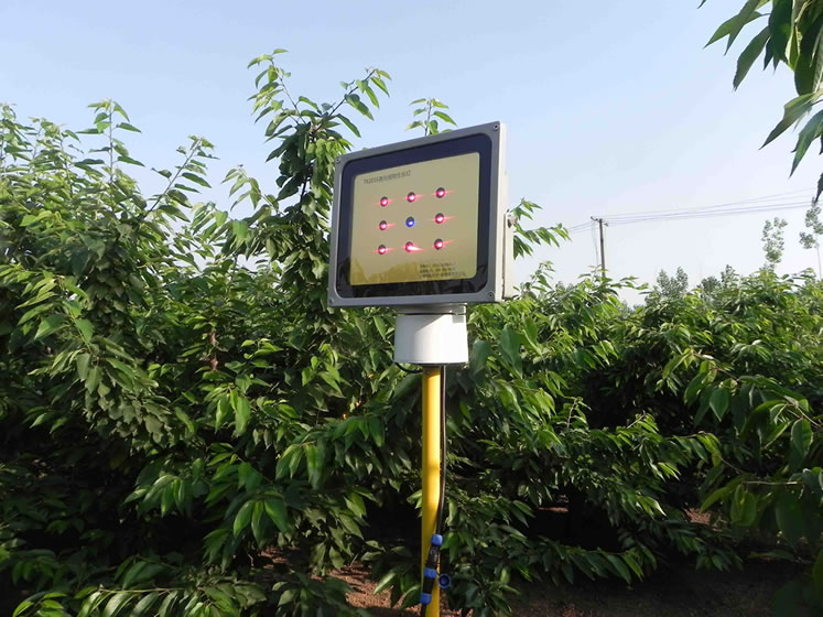 樱桃激光植物补光灯调整 樱桃激光植物补光灯调整