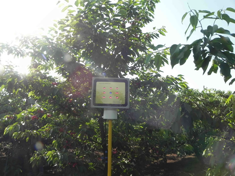 同凯樱桃激光植物补光灯 同凯樱桃激光植物补光灯