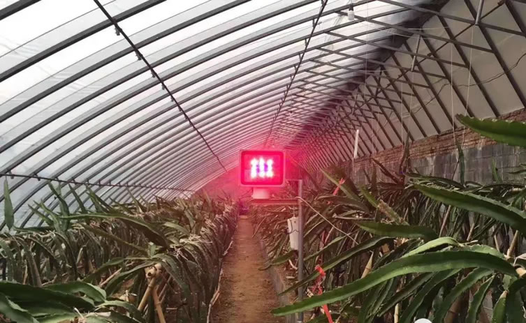 激光在火龙果照射的大棚非常远