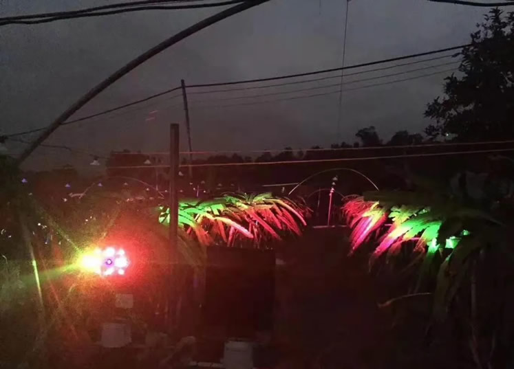 不同光谱在火龙果的测试中