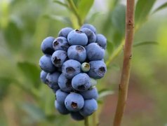 蓝莓一斤70多,提前上市是关键,激光植物补光能实现