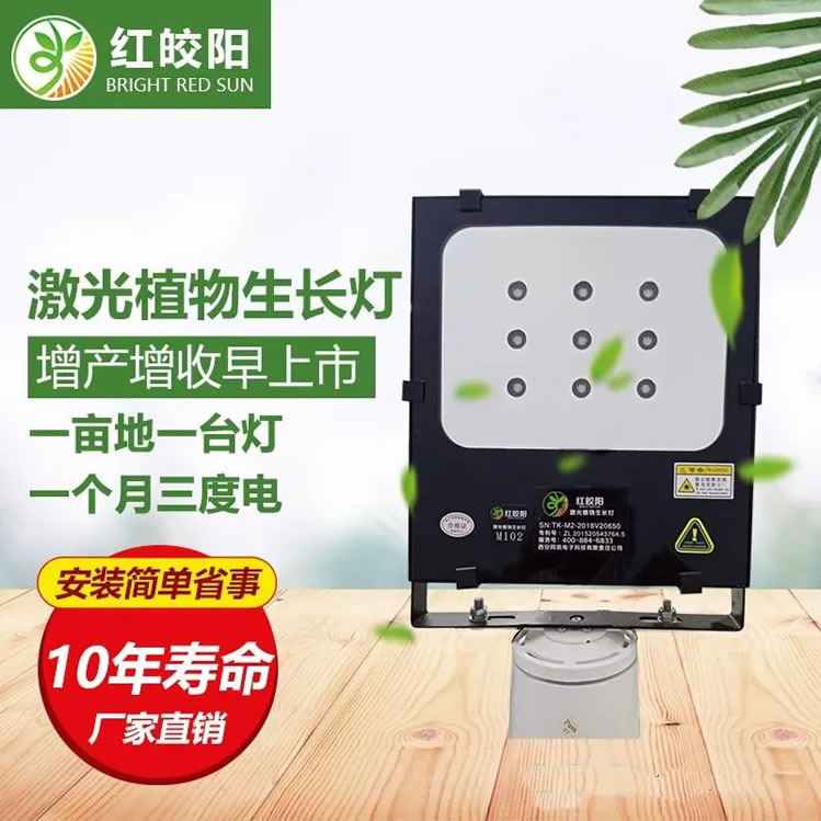 看着一排排蓝莓大棚 看着一排排蓝莓大棚