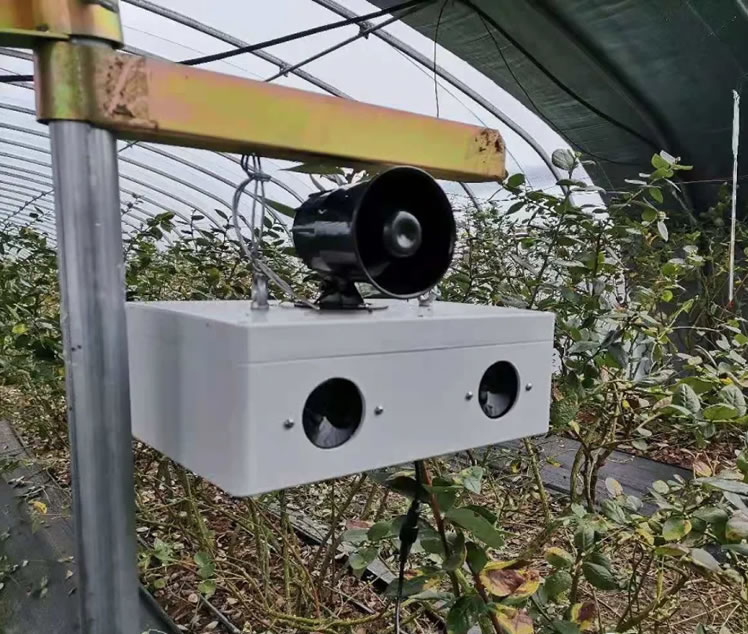 棚里给蓝莓放钢琴曲的声波助长仪 棚里给蓝莓放钢琴曲的声波助长仪