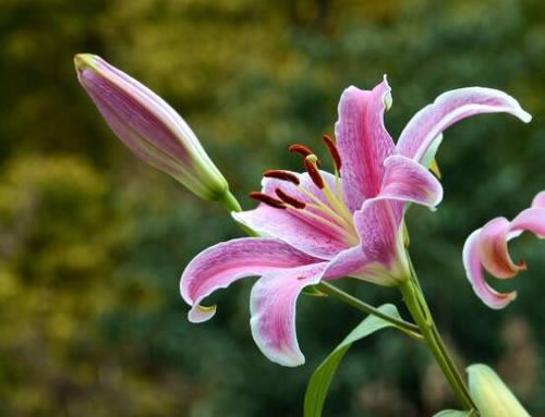 1607480168765782.jpg 01.jpg