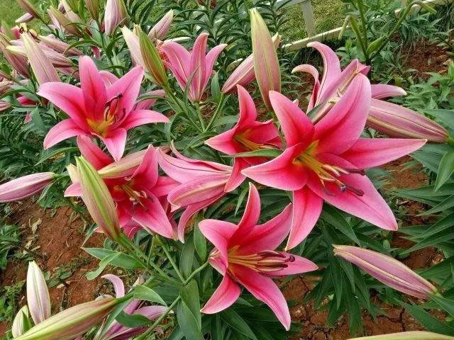 1607480184223451.jpg 03.jpg