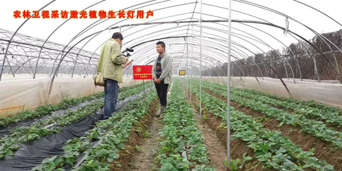 农林卫视采访激光植物补光灯用户 农林卫视采访激光植物补光灯用户