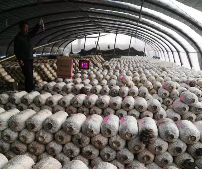 陕西渭南菌类用户使用补光灯 陕西渭南菌类用户使用补光灯