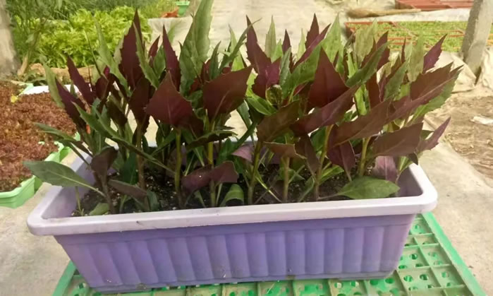 准备售卖的蔬菜