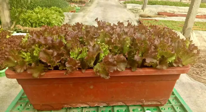 这生菜长得怎么样？