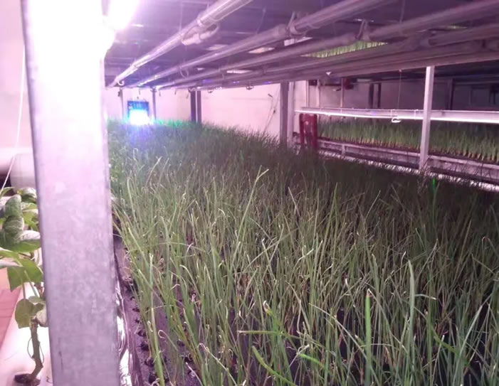 立体中正在生长的韭菜