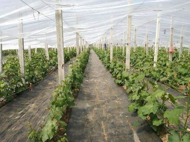 1608099821180905.jpg 02.jpg