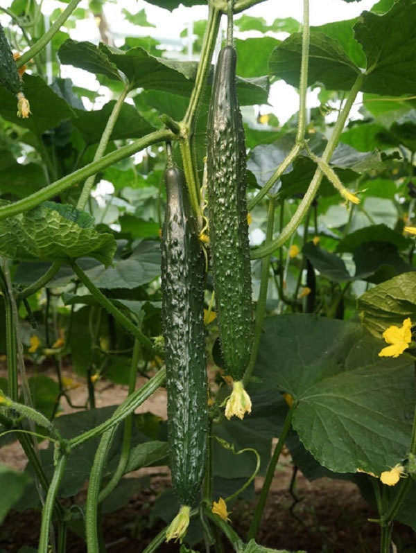 1608100436217371.jpg 02.jpg