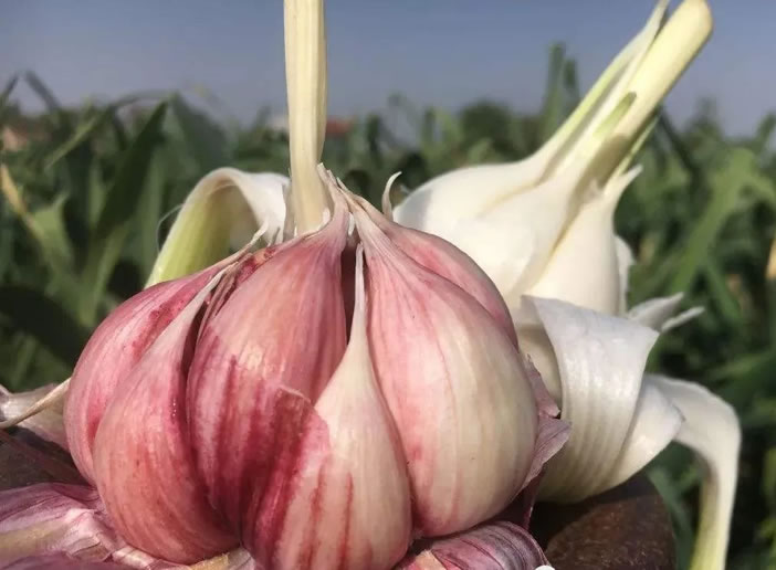 大蒜你了解吗? 大蒜你了解吗?