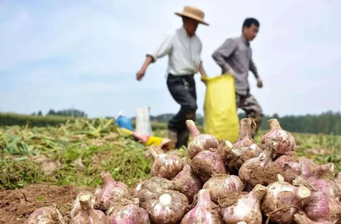 金乡的大蒜世界闻名 金乡的大蒜世界闻名