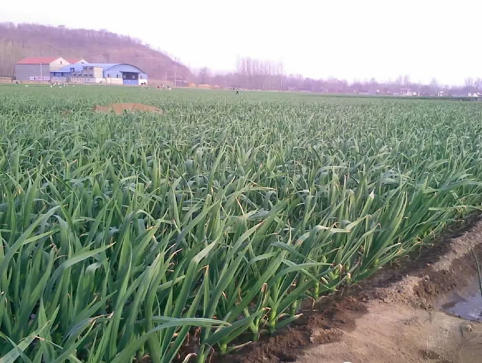 大家猜这块地多大面积 大家猜这块地多大面积