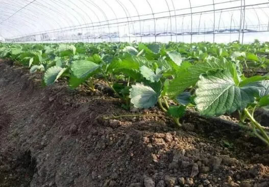 1608301076429631.jpg 01.jpg