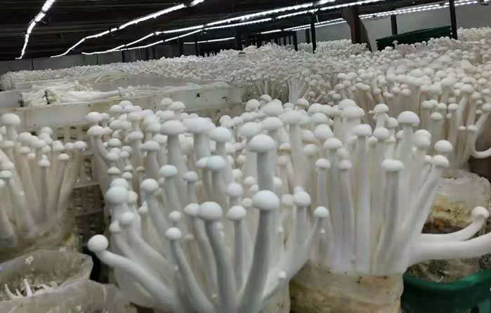 1608538230294084.jpg 01.jpg