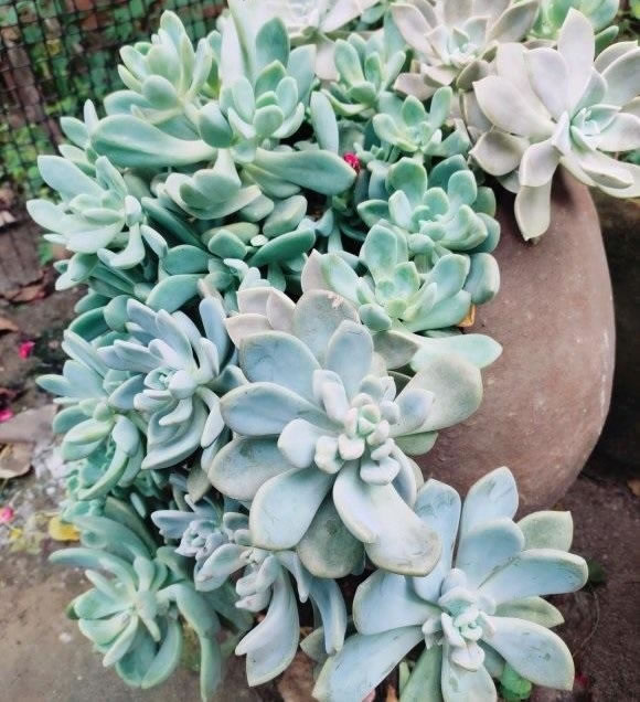 1608539807902004.jpg 03.jpg