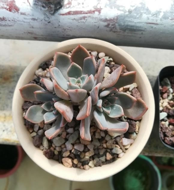 1608539816603386.jpg 04.jpg