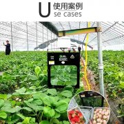 大棚作物光照不足怎么办？