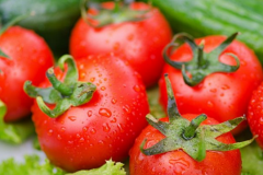 西红柿种植、番茄种植分布