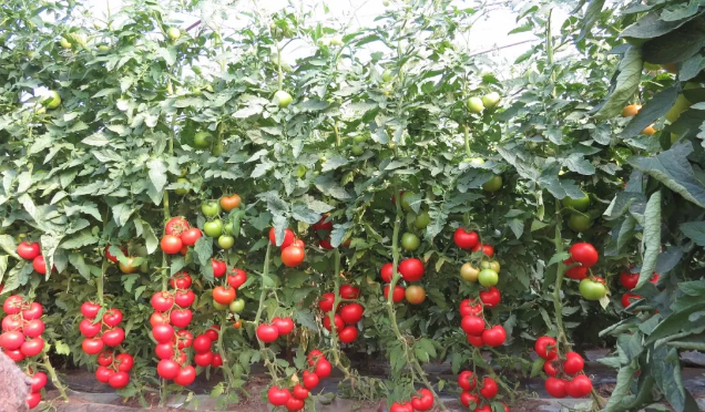 1610007473130800.png 微信图片_20210107161656.png