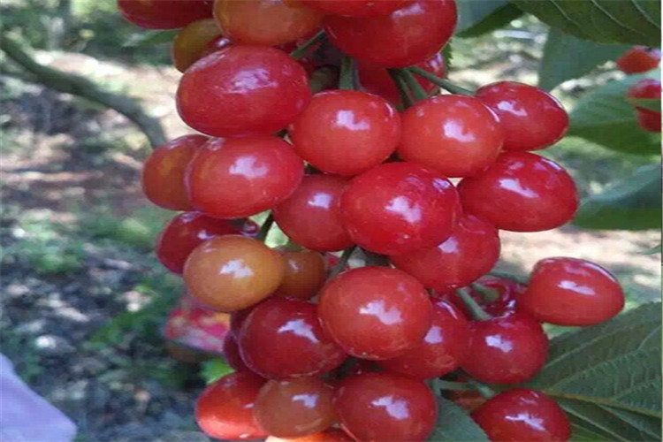 1610609033623409.jpg ABUIABACGAAgq5Pw6AUokciVxAEw9AM49AM.jpg