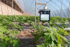 <b>农作物长期弱光生长会出现哪些危害？该怎么解决</b>