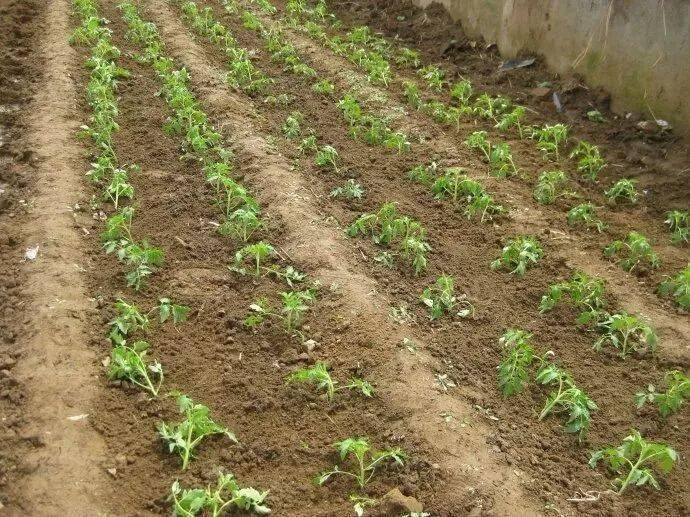 1611295664513330.jpeg e5e868b0ba3b4d65b45a8244f48336c4.jpeg