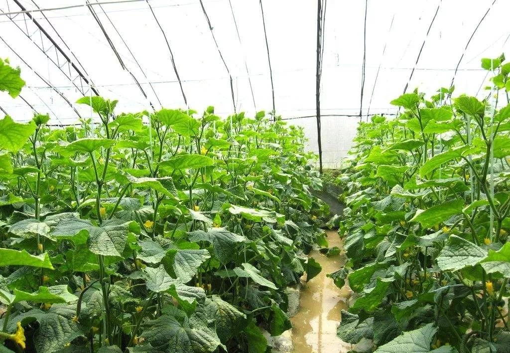 1615274293735007.jpg 1615274293735007.jpg