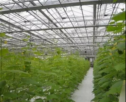 1615274394143286.jpg 1615274394143286.jpg