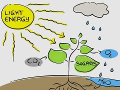 植物补光必要性