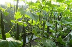 黄瓜补光灯的使用时间，你用对了吗？