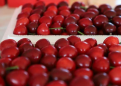 <b>抢鲜上市！一斤最高卖到268元，平度“科技樱桃”别样甜</b>