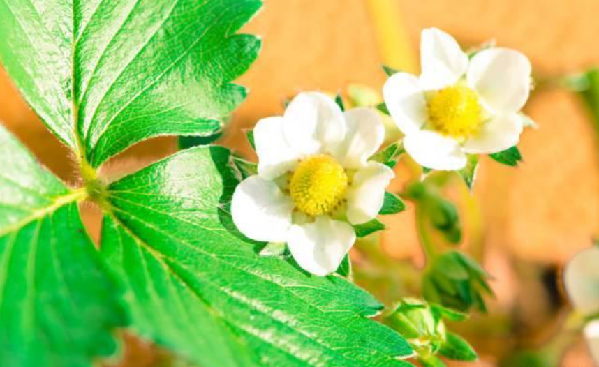 <b>温室大棚樱桃抢“鲜”上市</b>