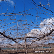 <b>一亩地一棵葡萄树结果8000斤，大叔用6年改造大树型，精</b>