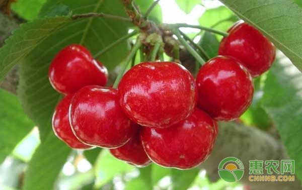 大棚栽培樱桃技术详解