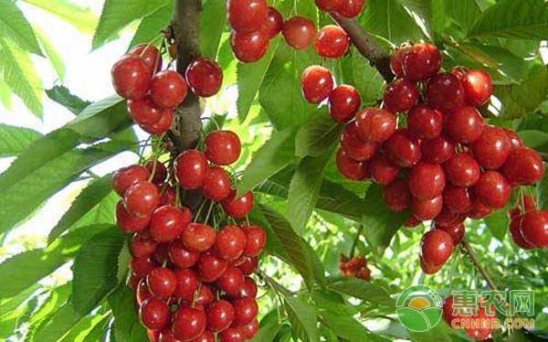 大棚栽培樱桃技术详解