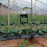 <b>大棚常缺“光”，要怎么补？</b>