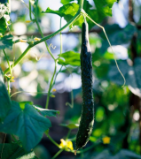 大棚黄瓜不知道怎么种？看完黄瓜全攻略，你也可以成为