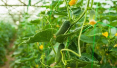 大棚黄瓜种植技术，这6点方法值得你拥有