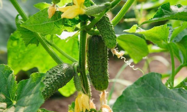 62982e24c3039.png image.png