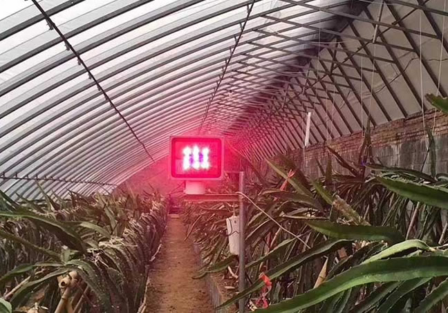 火龙果专用激光植物补光灯
